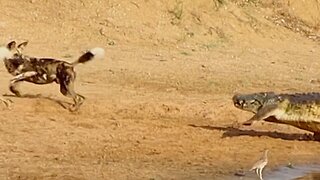 Crocodile Almost Catches Pack of Wild Dogs | World Wild Web