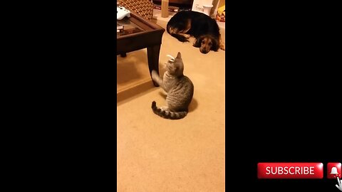 funny cat try to not laugh 🤣😂