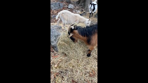 Lunchtime for the goats