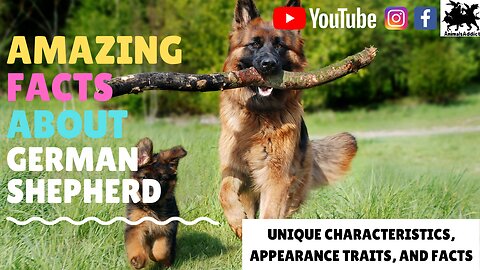 Amazing Facts About German Shepherd Dog | German Shepherd Traits | Animals Addict | German Shepherd