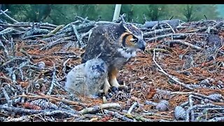 Mom and Her Owlet Share Breakfast 🦉 3/11/22 07:31