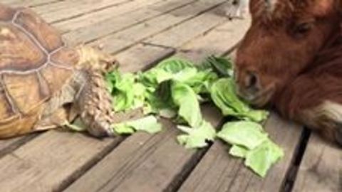 Little Pony, Turtle And A Puppy Are Having A Healthy Lunch