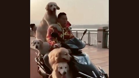 Enjoying a ride with my doggies