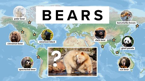 All 8 Species of Bear (+7 Subspecies You Haven't Heard Of)