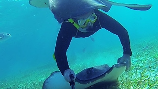 Stingray glides over swimmer's head in Belize