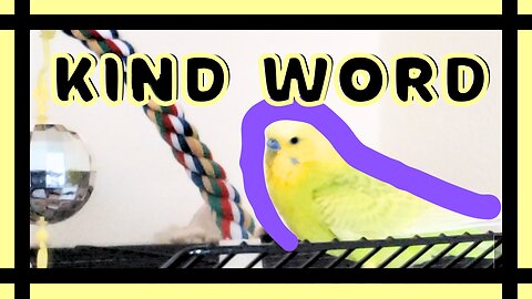 Budgie advises to watch your tongue | budgie diaries #3