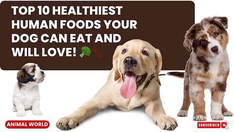 🐶The Top 10 Healthiest Human Food for Dogs and their Benefits🐶🍴🥦🐾🥕🦴🍗🐕🥚🥕🥩🐶🥒🐾🍌🐕🥣🐶🍇🐾
