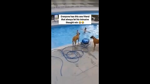 Funny animals videos 🤣😂😭
