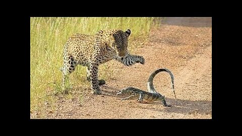 Leopard vs Monitor Lizard Real Fight _ Hungry Leopard Hunt Lizard But Fail _ Most Amazing Attack.