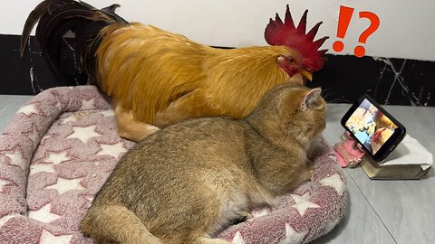 How Do Cats And Roosters React When They Watch Their Own Film Together?