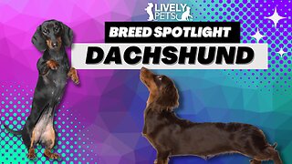 Dachshund Breed Spotlight - Everything You Need to Know!