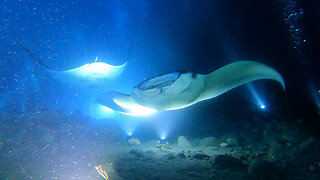 Giant Manta Ray Night Dive In Hawaii