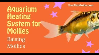 Raising Mollies | YourFishGuide.com