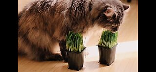 Cat playing with grass in vase