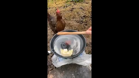 very funny video cat and hen