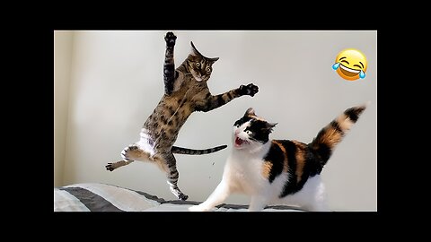 Funniest animal compilations ever😂😂😂/challenge not to laugh😍/Cute cats and dogs videos