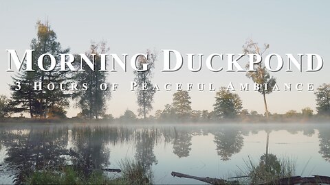 Misty Duckpond Ambience | Calming Nature ASMR with Quacking Ducks