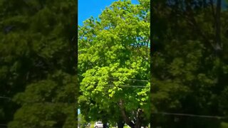 Beautiful green trees in Canada