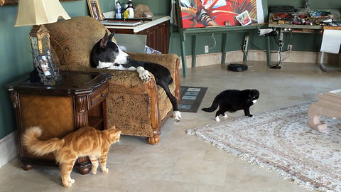 Great Dane casually observes tense moment between cats