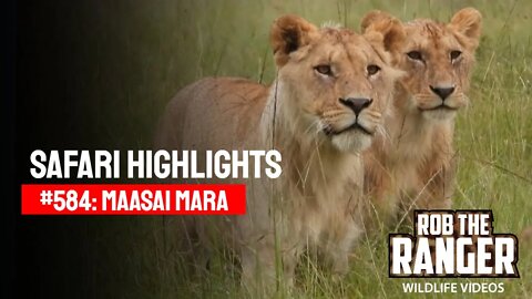 Safari Highlights #584: 02 January 2021 | Maasai Mara/Zebra Plains | Latest Wildlife Sightings