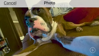 Dogs has Instagram account, manages it himself