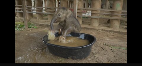 Baby Elephant Bath of Jungle
