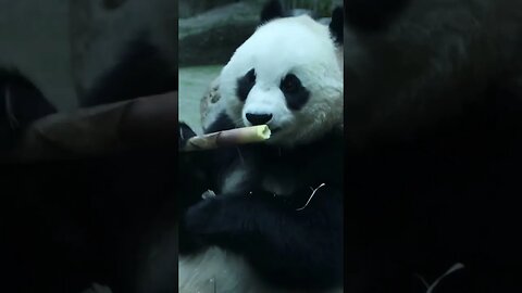 cute panda eating bamboo🐼🐼😍#panda#cutepanda#shorts