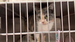 Humane Society aims to raise adoptions, fostering before peak of coronavirus