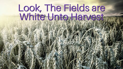 Look, The Fields Are White Unto Harvest