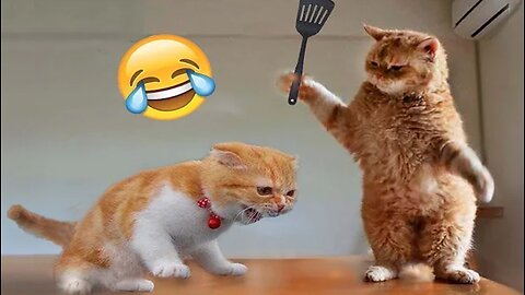 Funny Cats And Dogs Videos 😂 #4 - Best Funniest Animal Videos 2023 😅