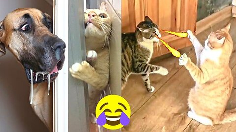 Funny animal videos 2023 - Funny cats/dogs - Funny animals😹😹