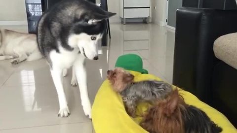 Husky fights with little dogs for bed dominance