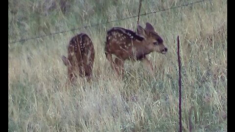 Fawns in My Yard