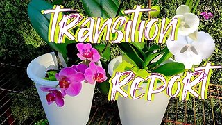 Rescue Phalaenopsis Orchids Thriving LECA Self-Watering | Update & CARE Plan #ninjaorchids
