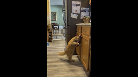 Wait to see if Simba can get to the treats!