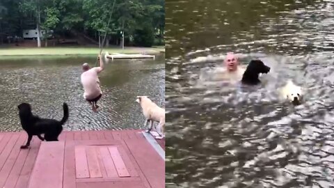 Dogs panic when owner swings out and falls into lake, then swim out to rescue him