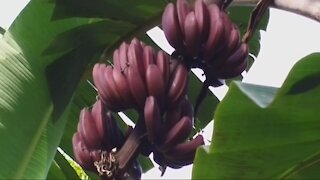 red shrimp banana tree