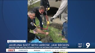 Javelina found wounded by arrow, AZGFD offers $1,500 reward