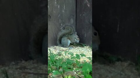 Squirrel 🐿️in the corner🐿️he`s been a BAD BOY #cute #funny #animal #nature #wildlife #trailcam #farm