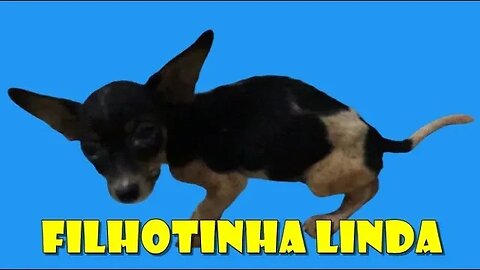 Filhotinha Encontrada na Rua me Lembrou muito a Mocinha