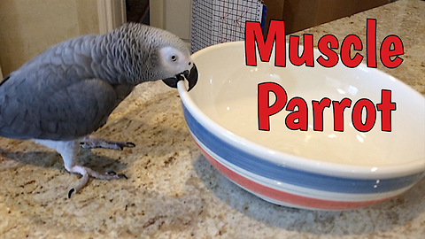 Weight Lifting Parrot Shows Off Impressive Muscle Strength
