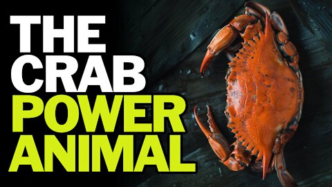 The Crab Power Animal