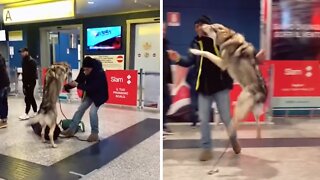 Dog ecstatic to welcome home owner from abroad