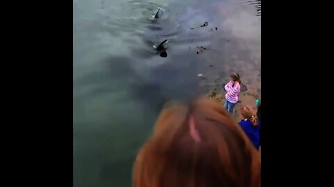 Massive Shark 🦈 right pass these kids | #Shorts #animal #Shark