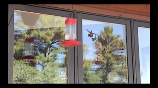 Hummingbird Bullying