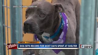 Dog spends more than 420 days at The Animal Foundation