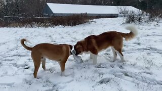 First snowfall of the year! So fun- Great Dane and St. Bernard love it!!!