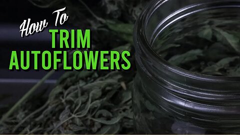 How To Trim Autoflowers (Beginners Guide)
