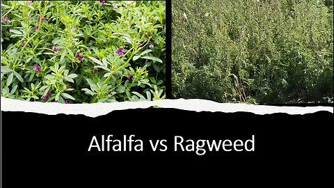 Alfalfa vs Ragweed