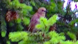 IECV NV #148 - 👀 Starling & House Sparrow In The Tree And A Sparrow At The Feeder 6-13-2016